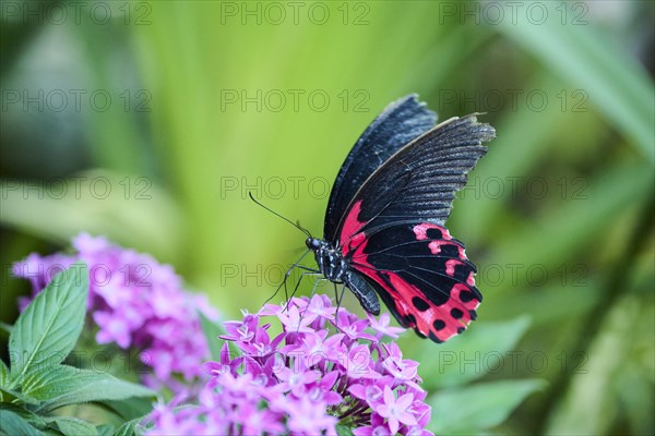 Gold rim swallowtail (Battus polydamas) in a greenhouse, Bavaria, Germany, Europe