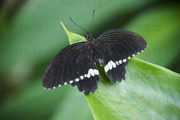 Common Mormon (Papilio polytes) sitting on a leaf, Germany, Europe