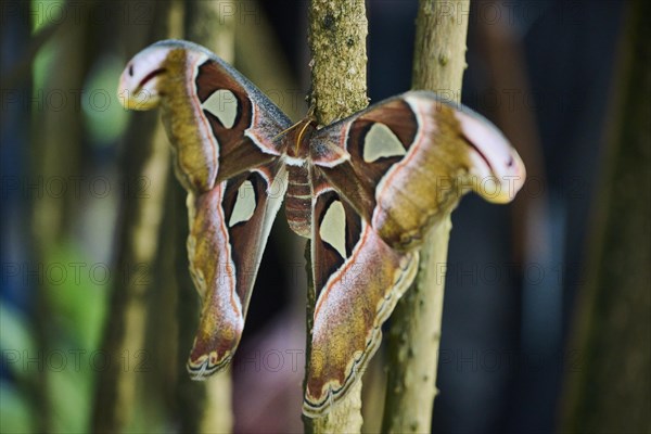 Atlas moth (Attacus atlas) butterfly sitting on a aerial root, Germany, Europe