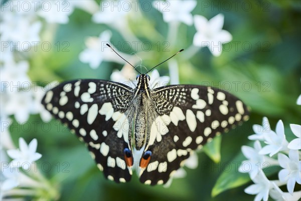 Lime butterfly (Papilio demoleus) sitting on a flower, Germany, Europe