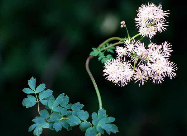 A close-up of filigree flowers with fresh green against a blurred dark background Columbine meadow rue Thalictrum aquileglifolium