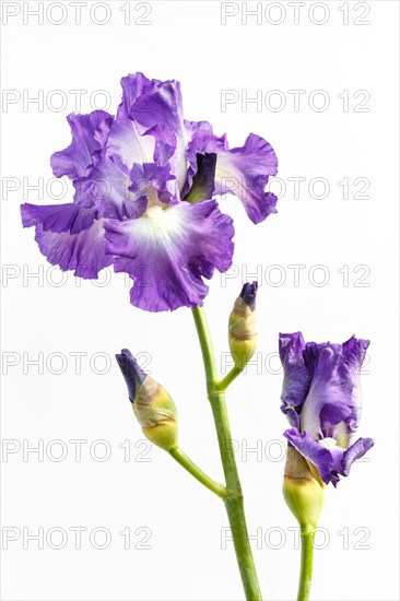 Beautiful multicolored iris flower isolated in white. Close up