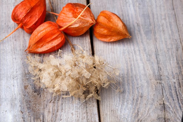 Dry flowers of hydrangea and red physalis on rustic wooden background with copy space