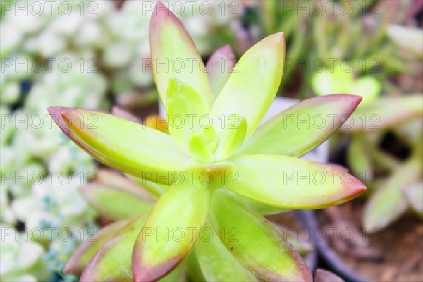 Various types of succulent in flower pots in the greenhouse. Closeup, selective focus