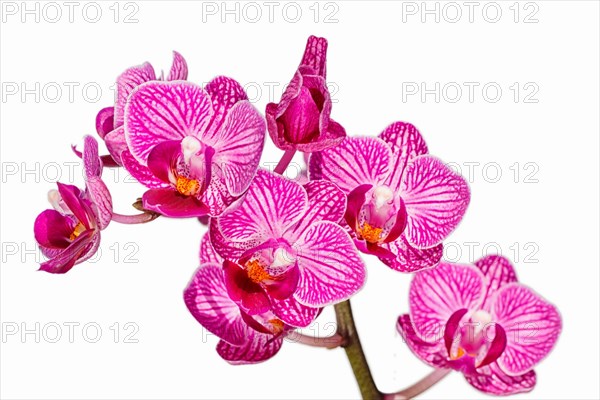 Beautiful orchids of different colors on white and grey background. Phalaenopsis hybrids. Close up