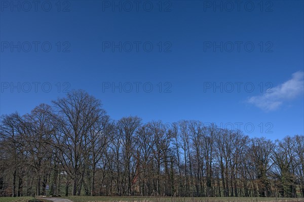 Bare oak trees (Quercus) behind St Egidien Church Eckental, Middle Franconia, Bavaria, Germany, Europe