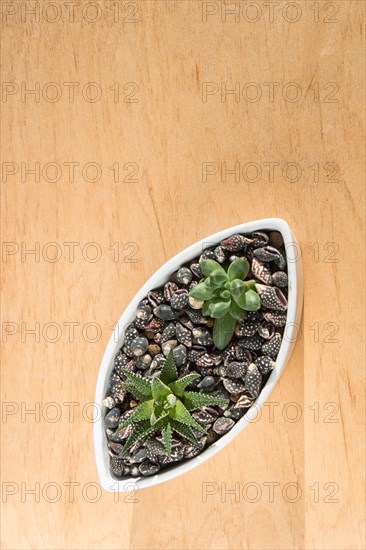 Small succulents in a ceramic pot on a wooden background with copy space. top view