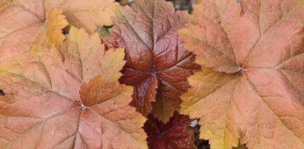 Heuchera or coral bells, plant with beautiful colored leaves