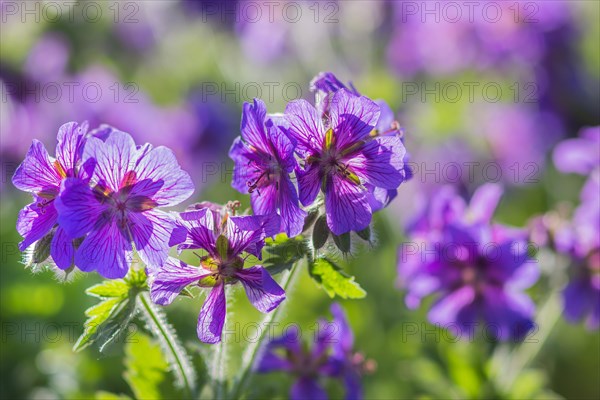 Blooming geraniums in the garden in summer