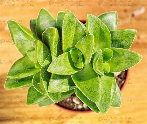 Beautiful little plant, succulent in a small flower pot. on the wooden background