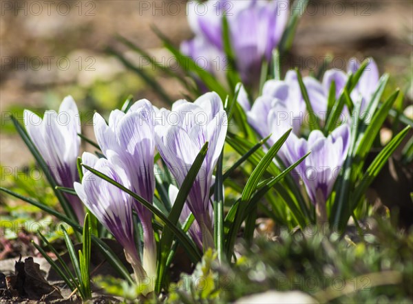 Crocuses blooming in the botanical garden in spring