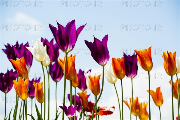 Blooming tulips, lakeside promenade, Ueberlingen, Lake Constance, Baden-Wuerttemberg, Germany, Europe