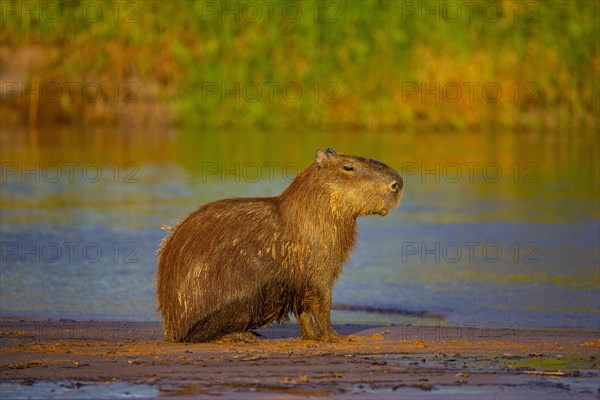 Capybara (Hydrochaeris hydrochaeris) Pantanal Brazil