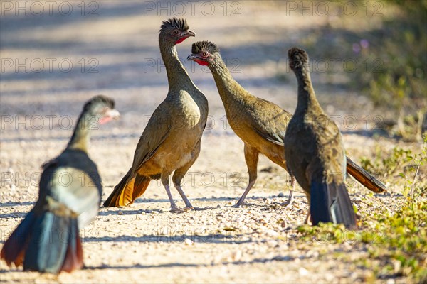 Chaco chachalaca (Ortalis canicollis) Pantanal Brazil