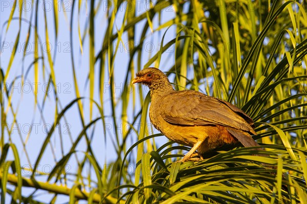 Chaco chachalaca (Ortalis canicollis) Pantanal Brazil