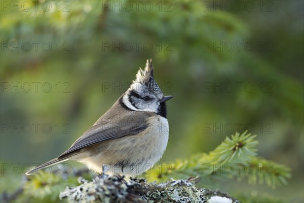 Crested tit (Lophophanes cristatus) adult bird in a Scots pine tree, Scotland, United Kingdom, Europe