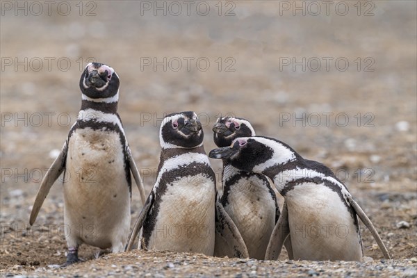 Magellanic penguins (Spheniscus magellanicus) in the Penguin National Park on Magdalena Island, Magellanes, Patagonia, Chile, South America