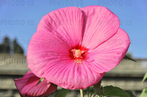 Flowering Hibiscus cultivar Red Heart (Hibiscus syriacus cultivar Red Heart) Florence, Tuscany, Italy, Europe