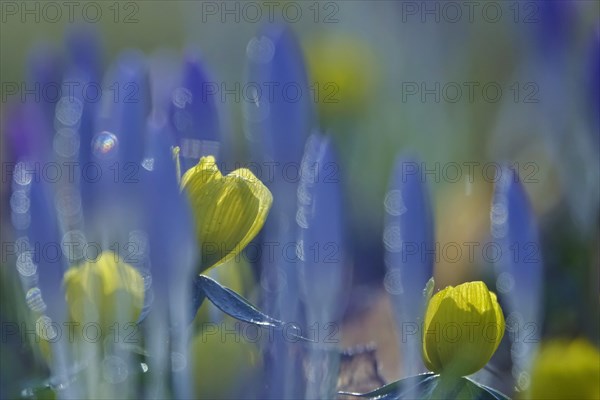 Winter aconites (Eranthis hyemalis), crocuses, February, Germany, Europe