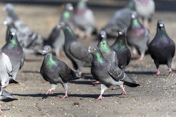City doves (Columba livia forma domestica) at a feeding site, wildlife, Germany, Europe