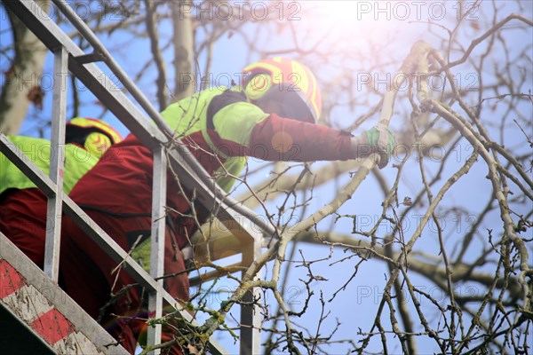 Workers on the work platform pruning or maintaining trees