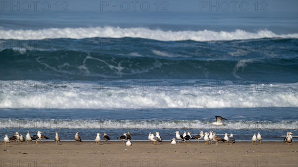 Numerous gulls (Larinae) in front of the surf on the beach, Monte Real, Portugal, Europe