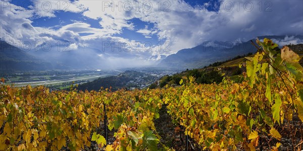 Vines in the Swiss Rhone Valley, wine, grapevine, agriculture, agribusiness, farming, wine-growing region, wine-growing, panorama, landscape, alcohol, tourism, travel, hiking, cloudy, autumn, autumnal, Alps, clouds, Valais, Switzerland, Europe