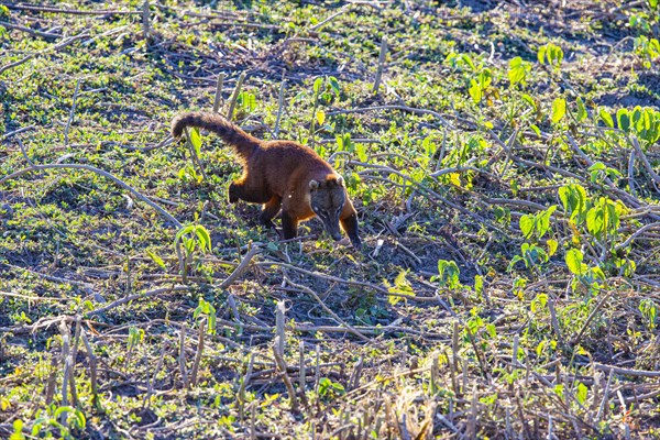 South American coati (nasua nasua) Pantanal Brazil