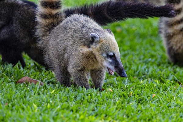 South American coati (nasua nasua) Pantanal Brazil