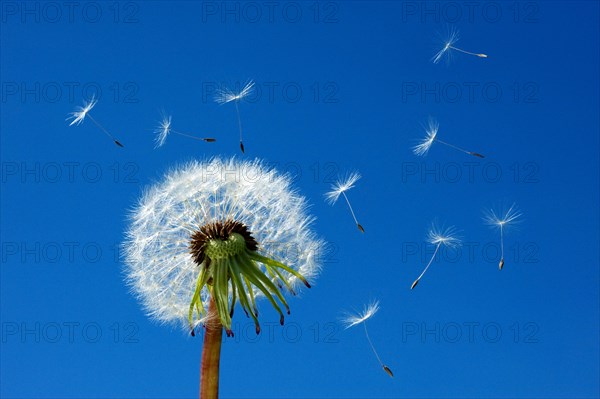 Close-up of a blowball (Taraxacum officinale), seeds flying away in the blue sky