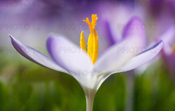 Spring crocus (Crocus Vernus) Munich, Bavaria, Germany, Europe