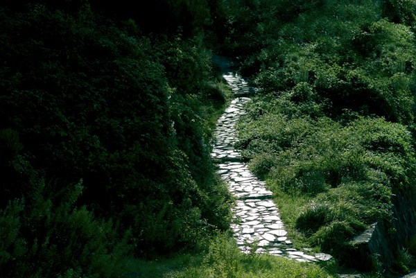 Cobbled path in back lit in green shrubbery, National Park Cinque Terre, Liguria, Italy, Europe