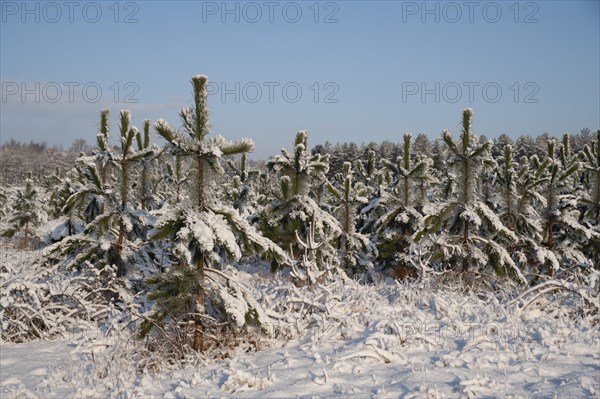 Norway spruce or Christmas (Picea abies) trees in a forest covered with snow in the winter, England, United Kingdom, Europe