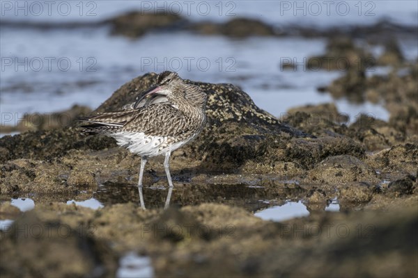 Eurasian curlew (Numenius arquata), Costa Teguise, Lanzarote, Spain, Europe