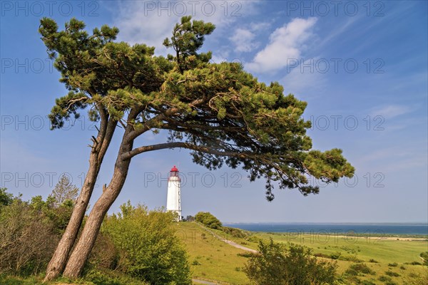 Wind escape pine on hidden lake with the lighthouse