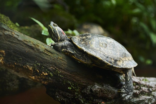 Red-eared slider (Trachemys scripta elegans) on a tree trunk, captive, Germany, Europe