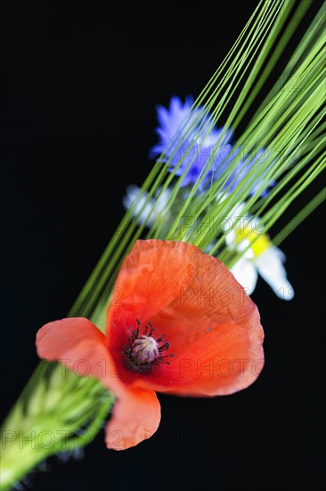 Red poppy flower (Papaver rhoeas), green barleys (Hordeum vulgare), field flowers, wild flowers, detail, still life against a black background