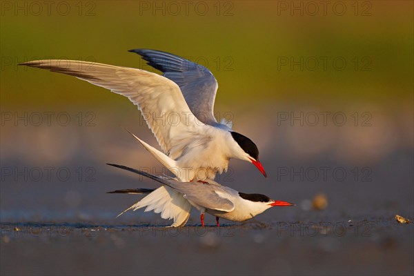 Common Tern (Sterna hirundo), copulation, mating, Danube Delta Biosphere Reserve, Romania, Europe