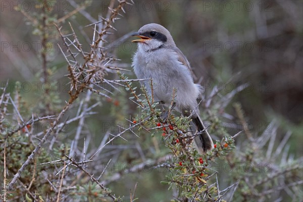 Great Grey Shrike (Lanius excubitor koenigi), fledgling, Fuerteventura, Canary Islands, Spain, Europe