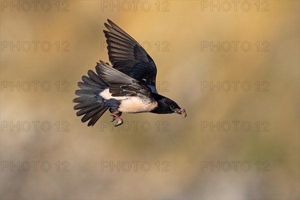 Roseate starling (Pastor roseus), adult bird, flying with food, Dobruja, Romania, Europe