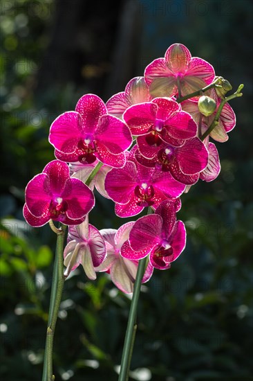 Beautiful orchids of different colors on green background. Phalaenopsis hybrids in the garden. Close up