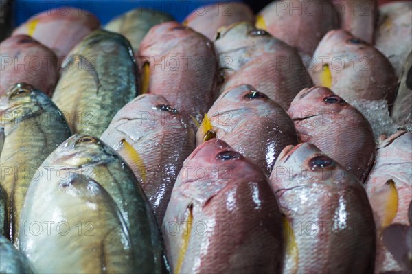 Fresh red snappers and mackerel on ice