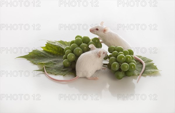 Two small white mice with bunches of green grapes on a white background
