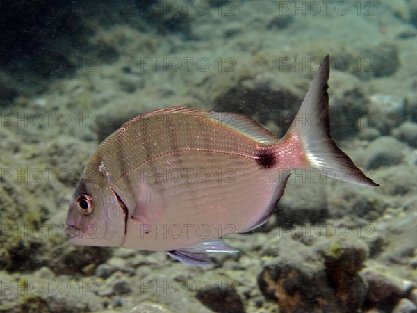 White seabream (Diplodus sargus), El Cabron marine reserve dive site, Arinaga, Gran Canaria, Spain, Atlantic Ocean, Europe