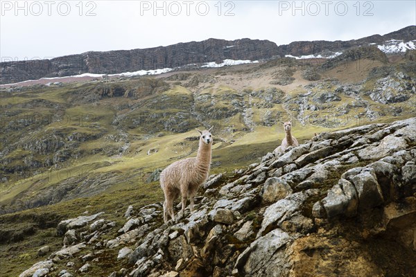 Alpacas (Vicugna pacos) on a rock in the Andean highlands, Palccoyo, Checacupe district, Canchis province, Cusco region, Peru, South America