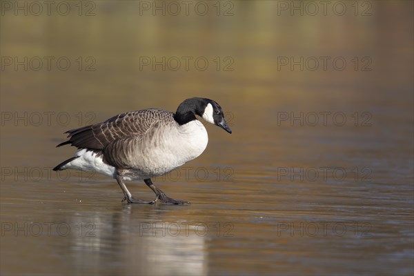 Canada goose (Branta canadensis) adult bird on a frozen lake in winter, England, United Kingdom, Europe