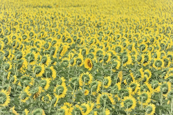 Sunflower field, sunflowers (Helianthus annuus), landscape south of Montepulciano, Tuscany, Italy, Europe