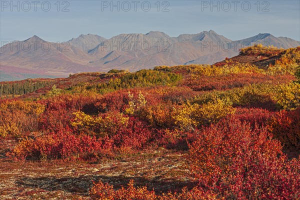 Autumn coloured tundra in front of mountains, Denali Highway, Alaska, USA, North America