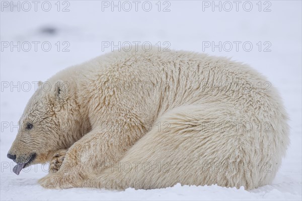 Polar bear (Ursus maritimus), young lying in the snow, tongue sticking out, Kaktovik, Arctic National Wildlife Refuge, Alaska, USA, North America