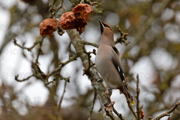 Bohemian waxwing (Bombycilla garrulus), winter visitor, invasion bird, Thuringia, Germany, Europe